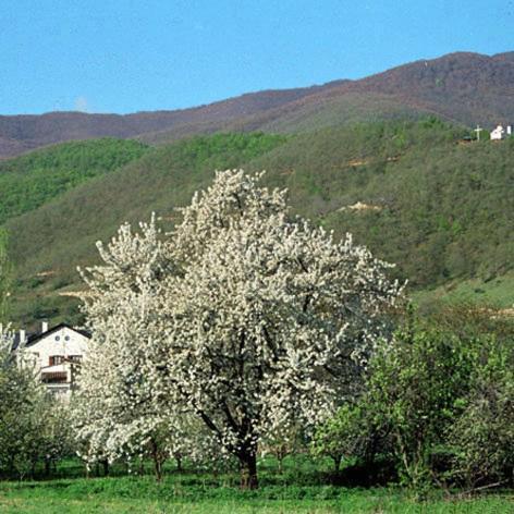 Emporio  Villa Kastanodasos מראה חיצוני תמונה